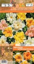 Blumenzwiebeln - Narzissen Splittkronig Mischung x8