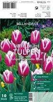 Blumenzwiebeln - Tulpen Synaeda Blue x10