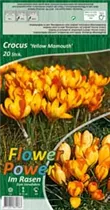 Blumenzwiebeln - Krokus Yellow Mamouth Krokusse gelb, 20 Stück