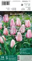 Blumenzwiebeln - Tulpen Synaeda Amor x10