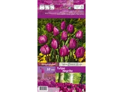 Blumenzwiebeln - Tulpen Negrita x10 Blumenzwiebeln - Tulpen Negrita x10