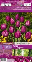 Blumenzwiebeln - Tulpen Negrita x10