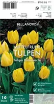Blumenzwiebeln - Tulpen Kikomachi x10
