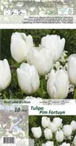 Blumenzwiebeln - Tulpen Pim Fortuyn x10