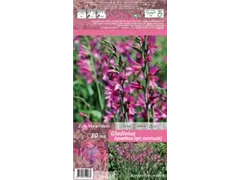 Blumenzwiebeln - Gladiolus Byzantinus x10