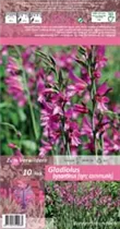 Blumenzwiebeln - Gladiolus Byzantinus x10