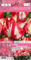 Blumenzwiebeln - Tulpen Spryng Break x8