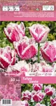 Blumenzwiebeln - Tulpen Siesta x10