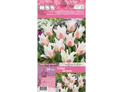 Blumenzwiebeln - Tulpen Serano x10 Blumenzwiebeln - Tulpen Serano x10