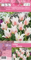 Blumenzwiebeln - Tulpen Serano x10