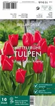 Blumenzwiebeln - Tulpen Ile de France x10