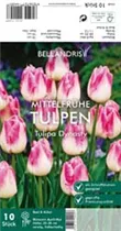 Blumenzwiebeln - Tulpen Dynasty x10