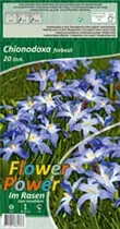Blumenzwiebeln - Chionodoxa Sternhyazinthen blau, 20 Stück