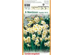 Blumenzwiebeln - Narzissen Minnow x6