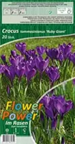 Blumenzwiebeln - Krokusse Ruby Giant 20 Stück - Purpur