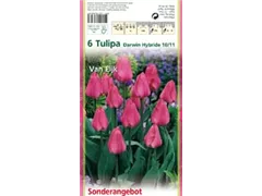 Blumenzwiebeln - Tulpen Van Eijk x6 Blumenzwiebeln - Tulpen Van Eijk x6