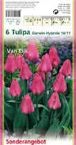 Blumenzwiebeln - Tulpen Van Eijk x6