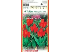 Blumenzwiebeln - Tulp Praestans Tub. Var. x6