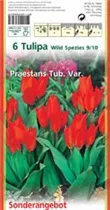 Blumenzwiebeln - Tulp Praestans Tub. Var. x6