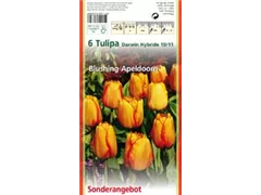 Blumenzwiebeln - Tulpen Blushing Apeldoorn x6 Blumenzwiebeln - Tulpen Blushing Apeldoorn x6