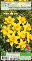 Blumenzwiebeln - Narzissen Gigantic Star x20