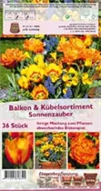 Blumenzwiebeln - KübelSort. Sonnenzauber x36