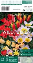 Blumenzwiebeln - Sort. Wildtulpen-Mischung x50
