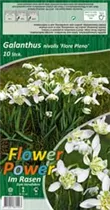 Blumenzwiebeln - Galanthus Flore Pleno Schneeglöckchen weiß, gefüllt, 10 Stück