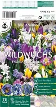 Blumenzwiebeln - Sort. Frühlings-Mischung Wildwuchs x75
