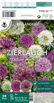 Blumenzwiebeln - Sort. Zierlauch Allium-Mischung x20
