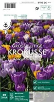 Blumenzwiebeln - Krokussen Mischung grossblütig x50