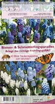 Blumenzwiebeln - Sort. B&S-Paradies Traubenhyazint x40