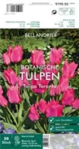 Blumenzwiebeln - Tulpen Toronto x20