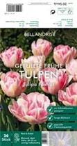 Blumenzwiebeln - Tulpen Foxtrot x20