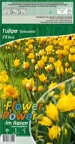 Blumenzwiebeln - Tulpen Sylvestris / Botanisch Wild gelb, 10 Stück Blumenzwiebeln - Tulpen Sylvestris / Botanisch Wild gelb, 10 Stück