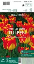 Blumenzwiebeln - Tulpen Banja Luka x20