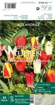 Blumenzwiebeln - Tulpen Kaufmanniana Mischung x25
