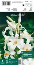 Blumenzwiebeln - Lilium Candidum x1