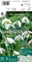 Blumenzwiebeln - Galanthus woronowii x25
