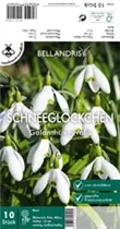 Blumenzwiebeln - Galanthus nivalis einfach x10
