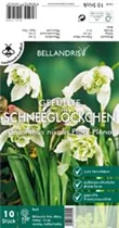 Blumenzwiebeln - Galanthus nivalis Flore Pleno x10 Schneeglöckchen Blumenzwiebeln - Galanthus nivalis Flore Pleno x10 Schneeglöckchen