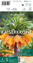 Blumenzwiebeln - Fritillaria Aurora x1