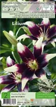 Blumenzwiebeln - Lilien Netty's Pride x2