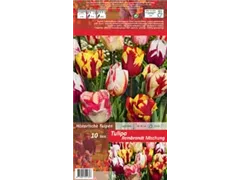 Blumenzwiebeln - Tulpen Rembrandt Mischung