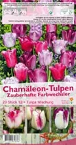 Blumenzwiebeln - Tulpen Chamäleon Mischung x20