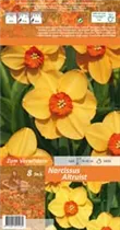 Blumenzwiebeln - Narzissen Altruist x8