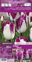 Blumenzwiebeln - Tulpen Shiun