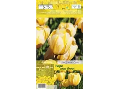 Blumenzwiebeln - Tulpen Jaap Groot, 10 Stück Blumenzwiebeln - Tulpen Jaap Groot, 10 Stück