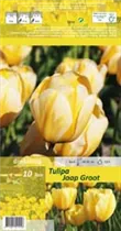 Blumenzwiebeln - Tulpen Jaap Groot, 10 Stück