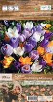 Blumenzwiebeln - Krokussen Mischung grossblütig